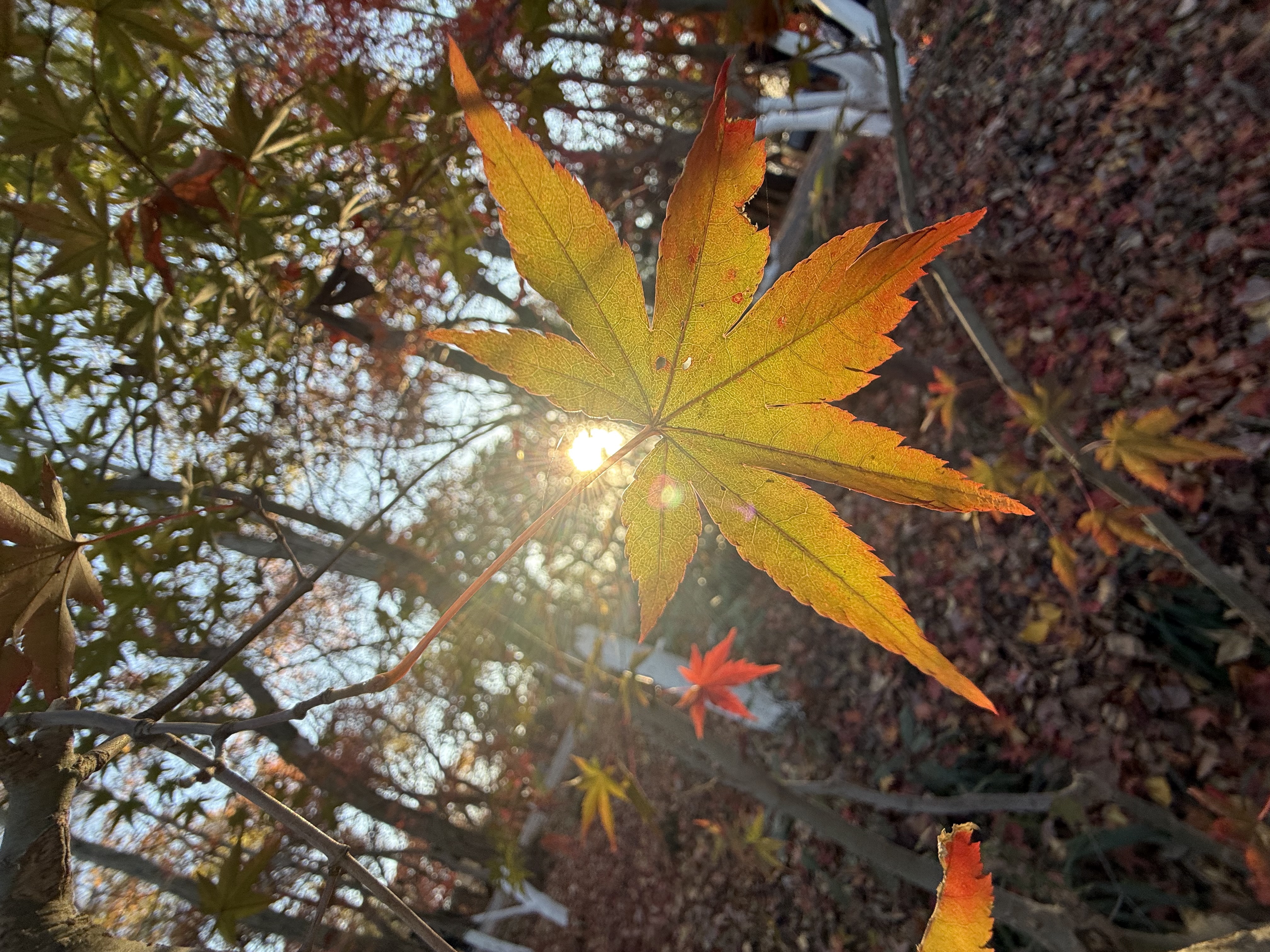 日起，栖霞