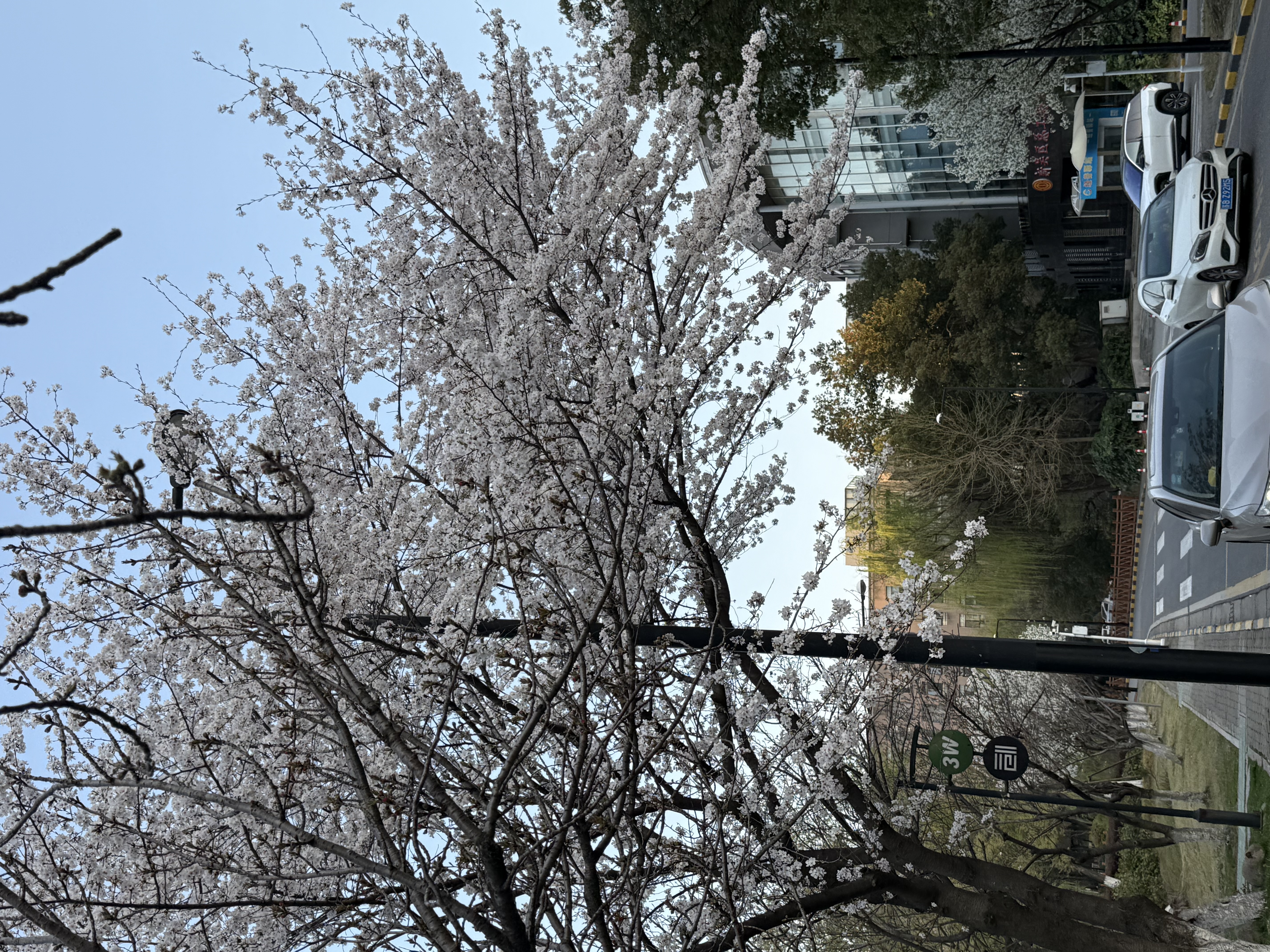 又是一年桃花开